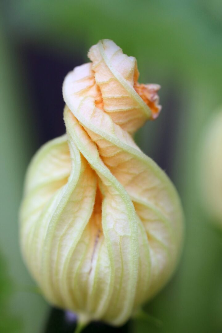 sandy-millar-2kdV3nrEzA8-unsplash A close up of the flower bud of an apple tree.