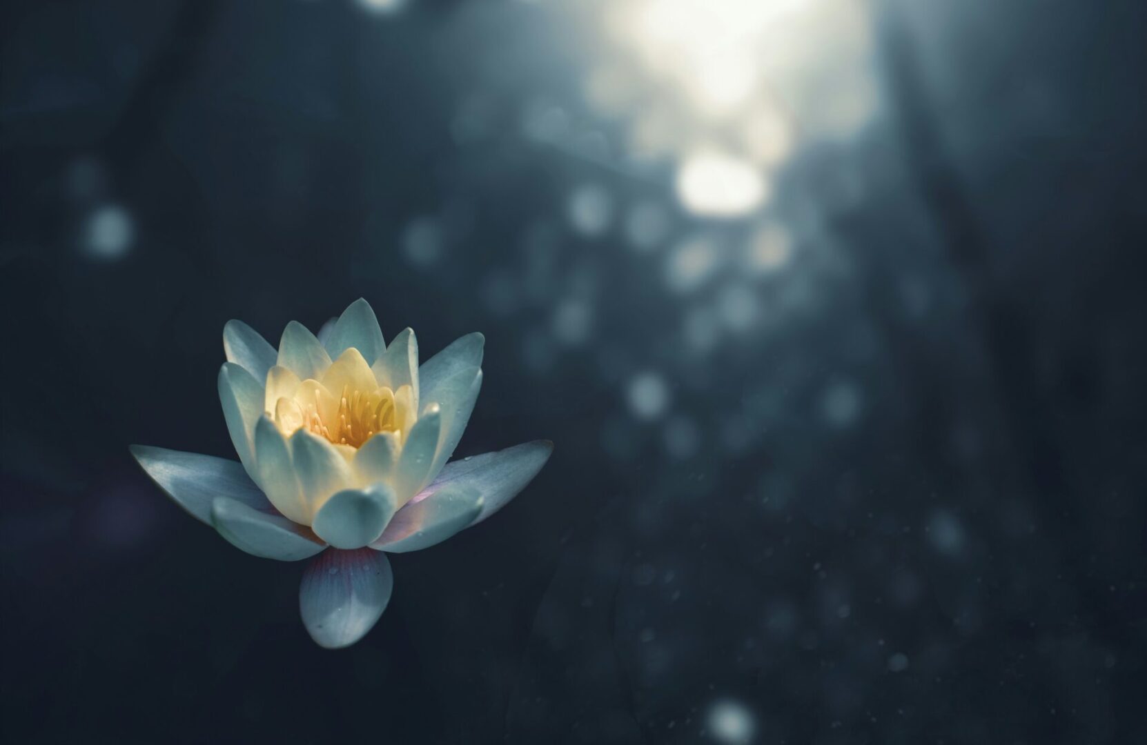 A flower with the sun shining through it.